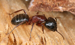 Insect-carpenter-ant-chewing-wood-siding-on-a-home.